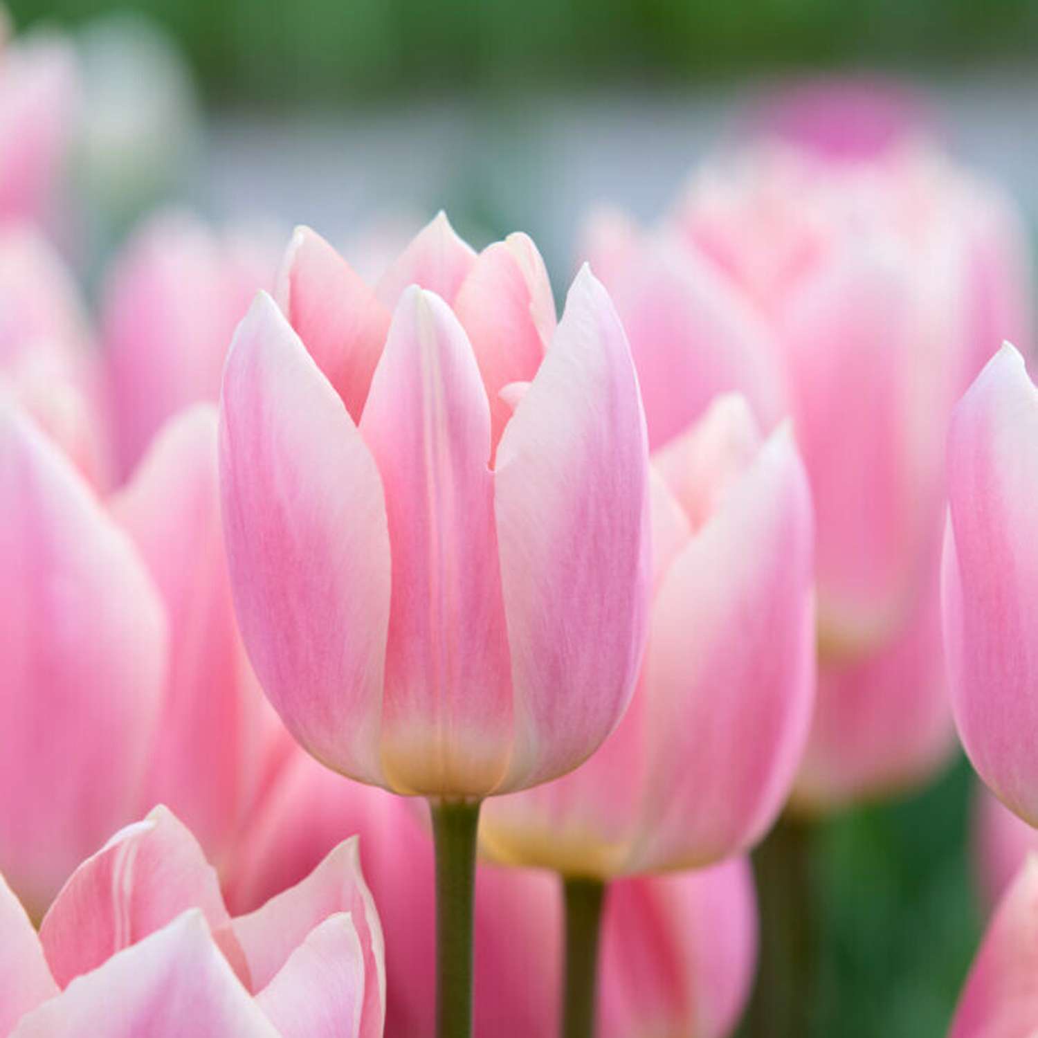 Tulppaani 'Apricot Delight'